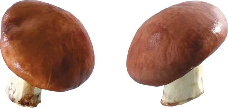 Brown Mushrooms