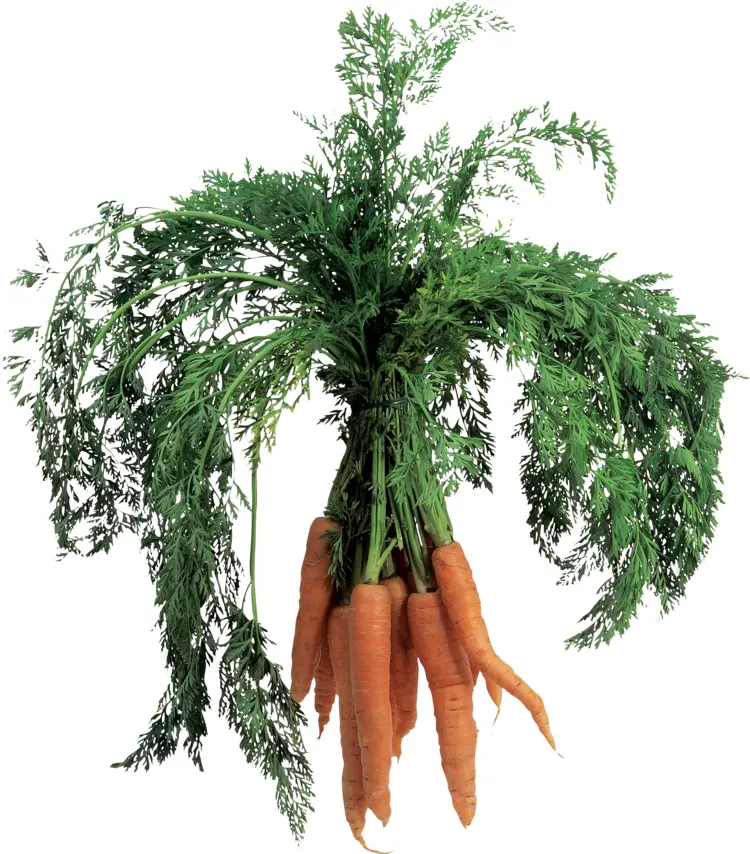 Fresh Carrots with Green Leaves
