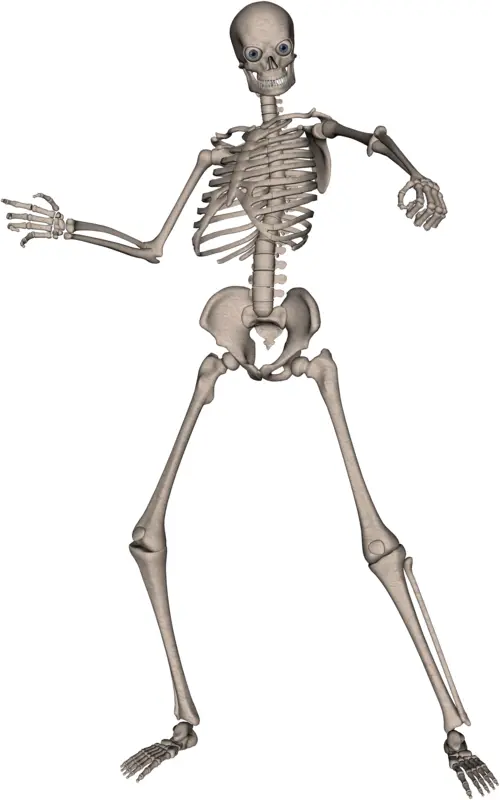 Full Human Skeleton