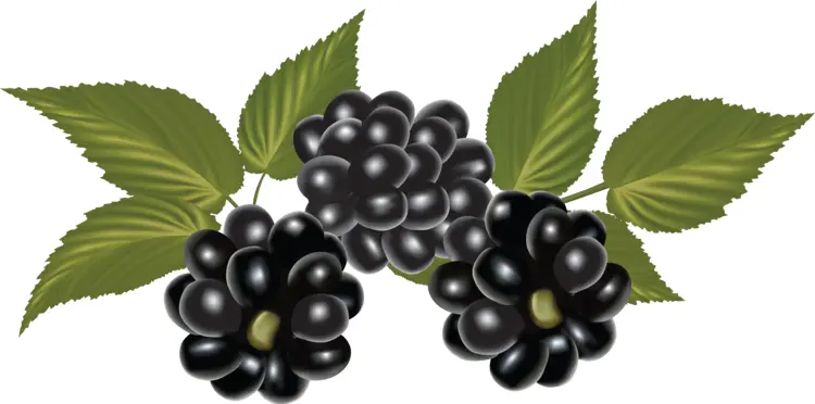 Three Blackberries with Green Leaves