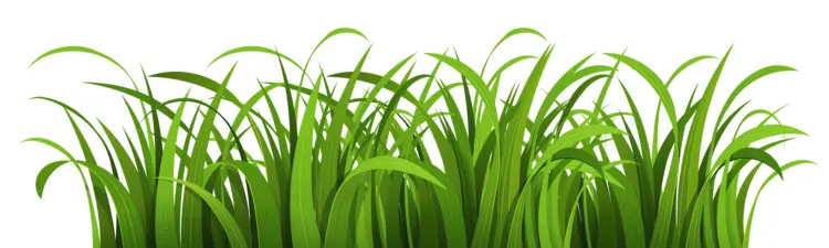 Fresh Green Grass