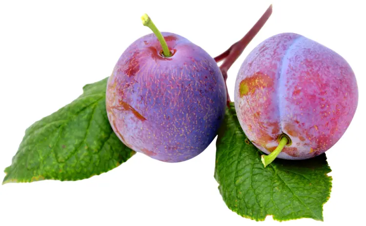 Fresh Purple Plums with Leaves