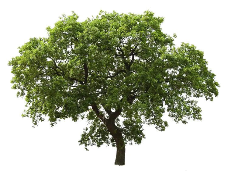Green Tree with Lush Leaves