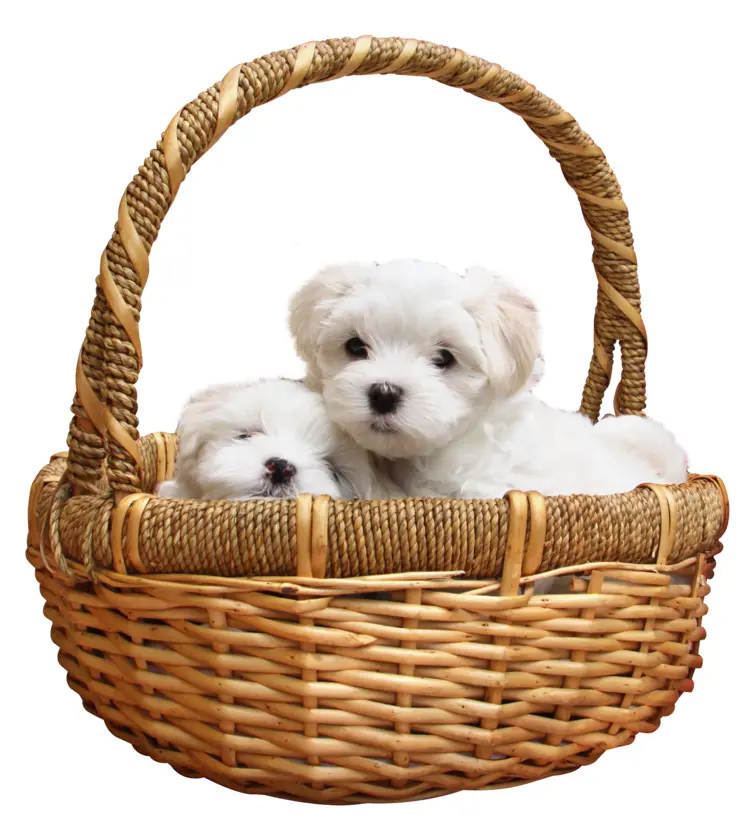 Cute White Puppies in a Basket