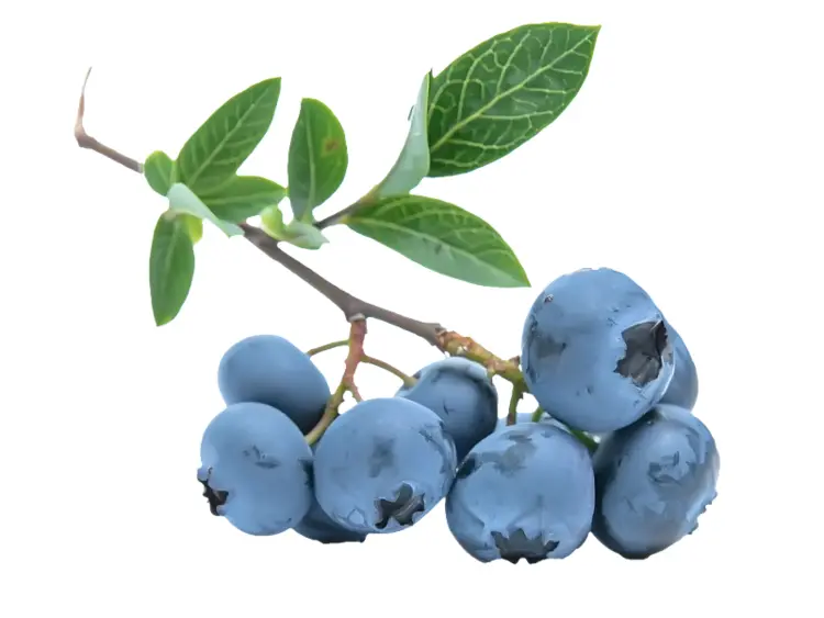 Blueberries on a Branch