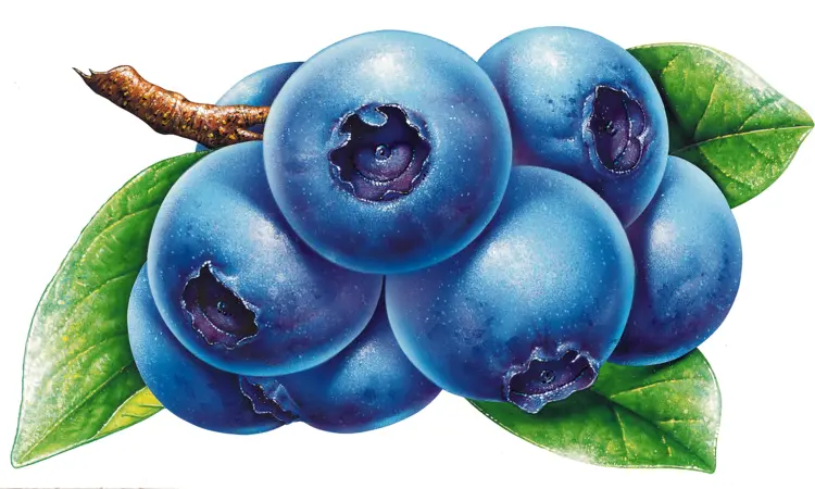 Cluster of Blue Berries with Green Leaves