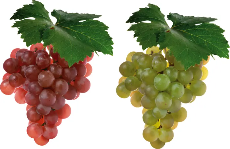 Red and Green Grapes Bunches