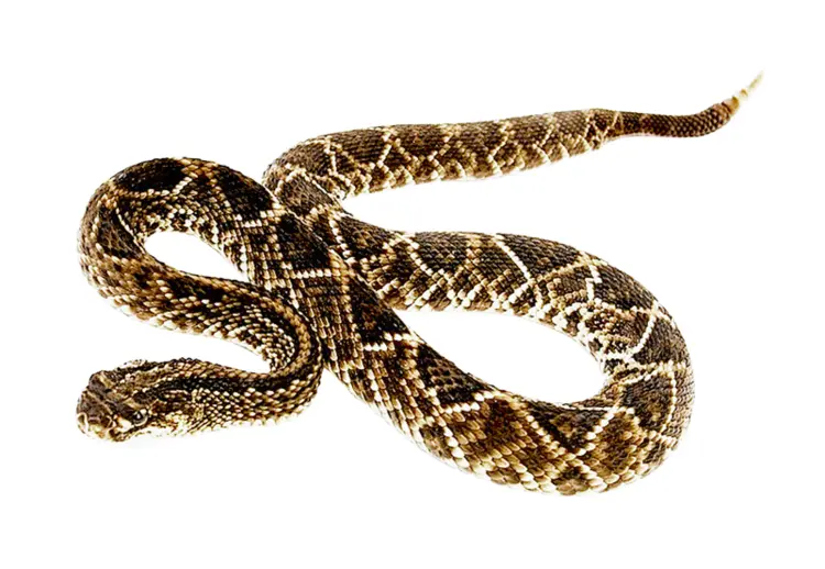 Brown Snake with Scales