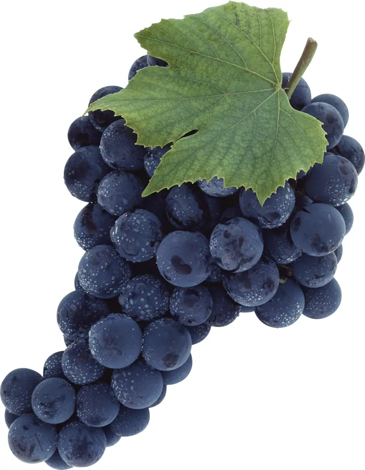 Fresh Purple Grapes with Leaf
