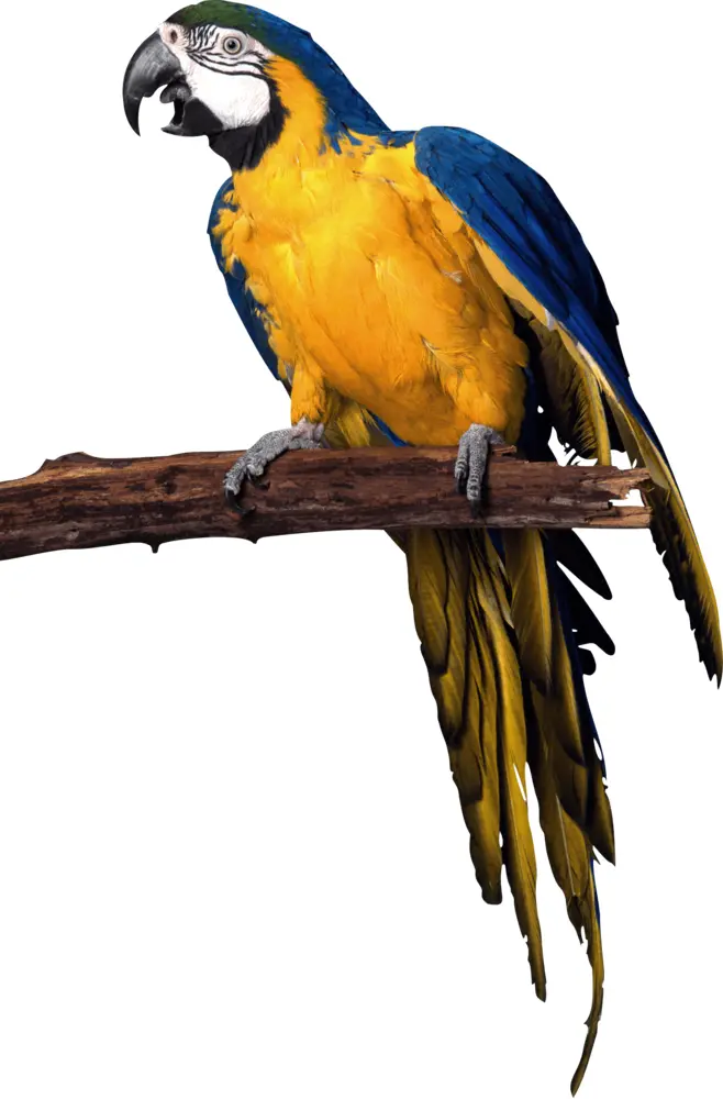 Blue and Yellow Macaw on Branch