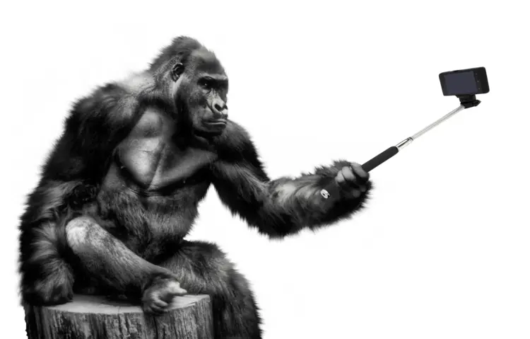 Gorilla Taking a Selfie