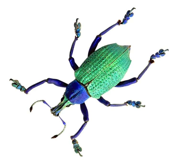 Green and Blue Beetle on Transparent Background