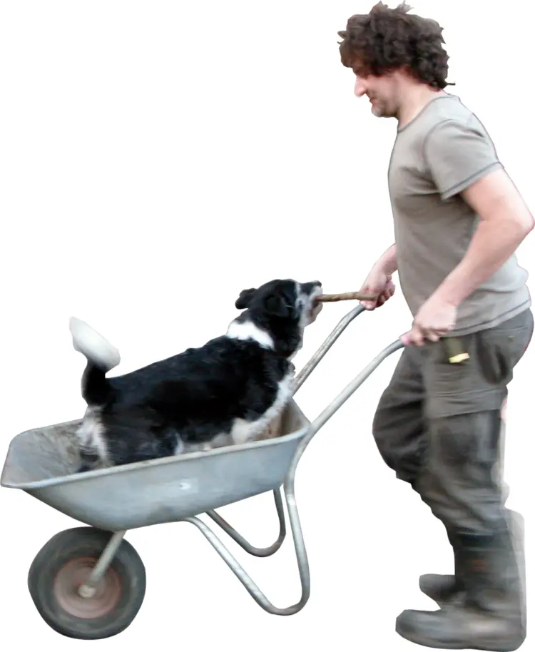 Man Pushing Dog in Wheelbarrow