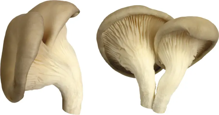 Fresh Oyster and Porcini Mushrooms