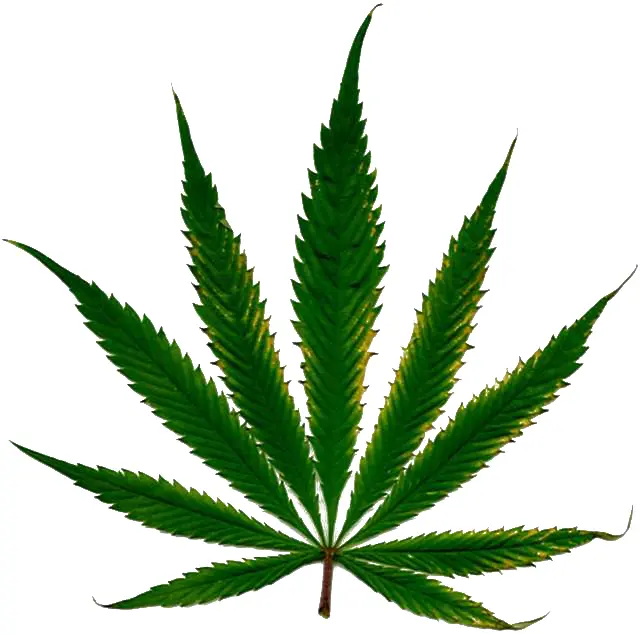 Green Cannabis Leaf Illustration