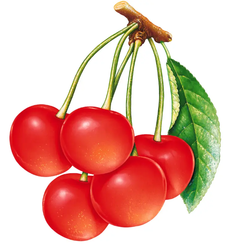 Cluster of Red Cherries