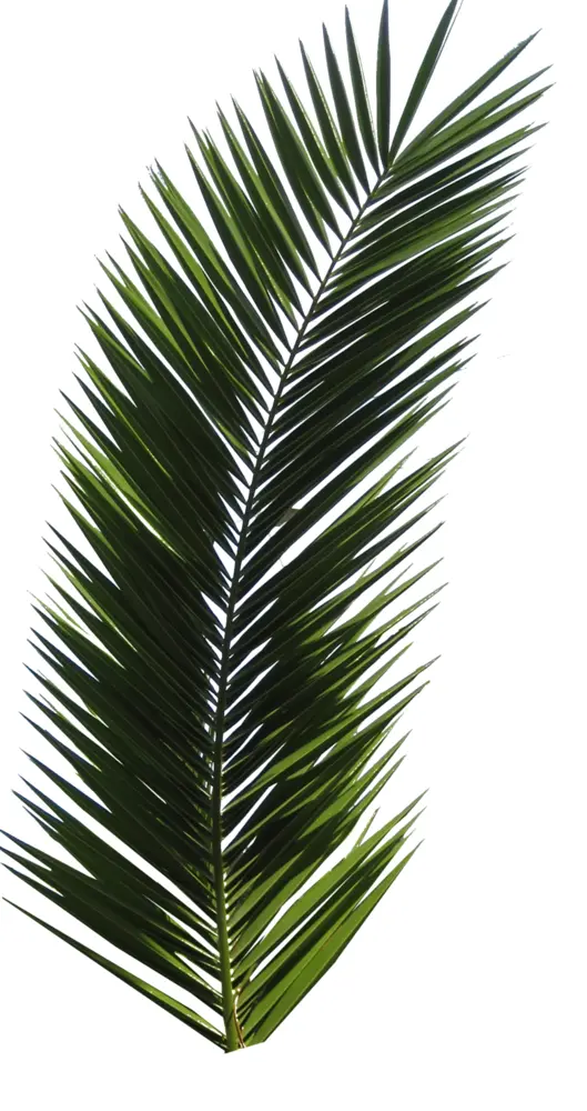 Green Palm Leaf