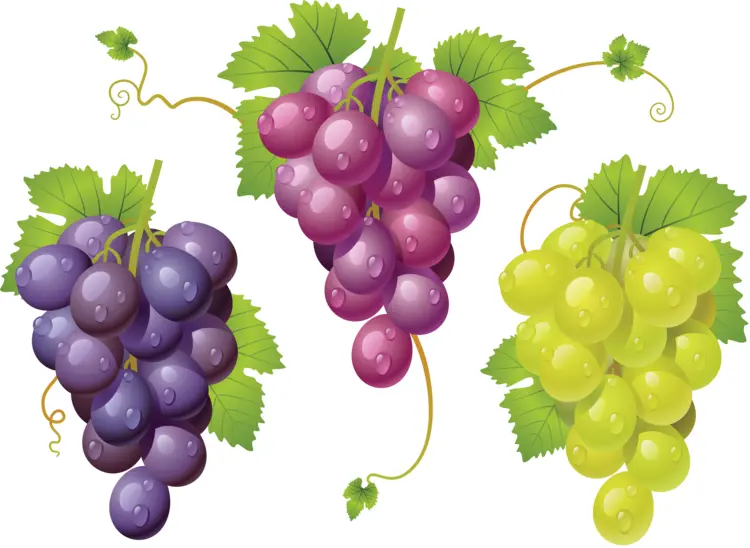 Colorful Grapes Clusters with Green Leaves