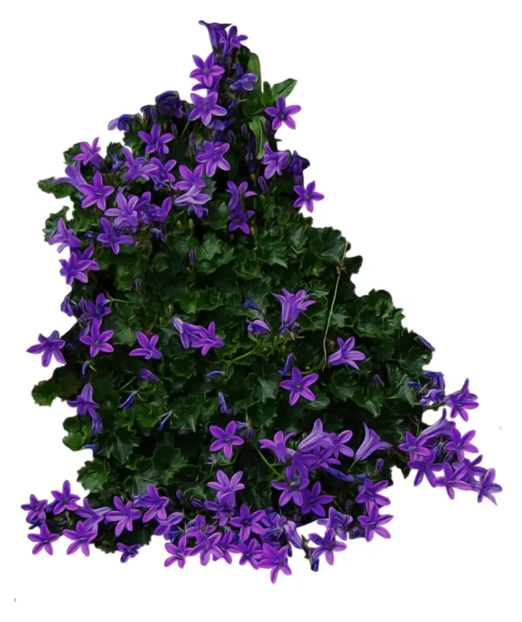 Purple Flowers with Green Leaves