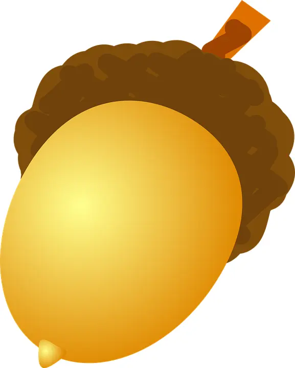 Single Brown Acorn Illustration