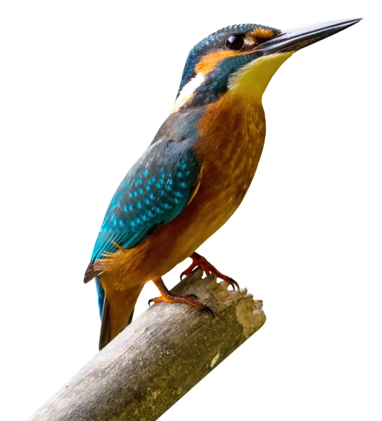 Colorful Kingfisher Perched on a Branch