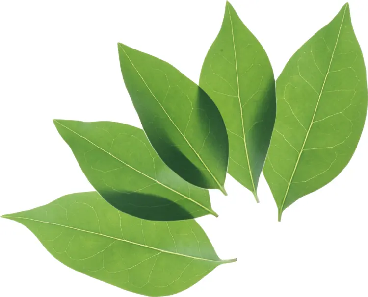 Cluster of Green Leaves