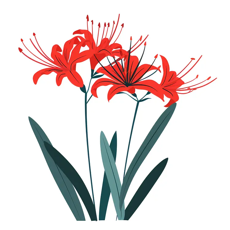 Red Spider Lily Botanical Illustration