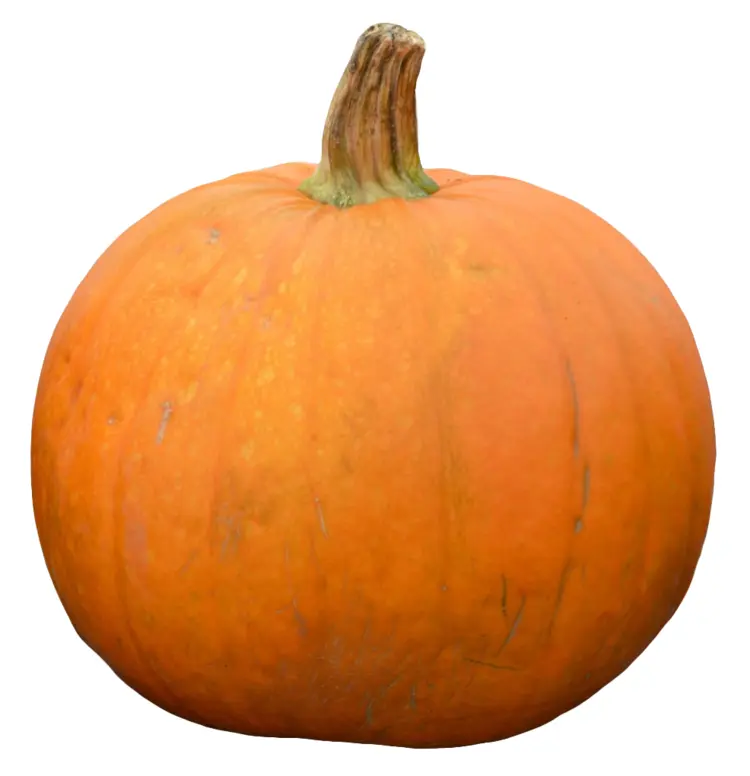 Large Orange Pumpkin with Stem