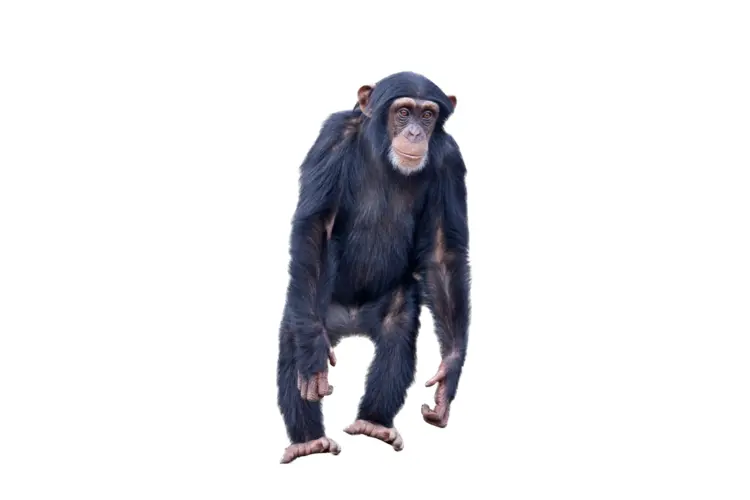 Intelligent Primate Chimpanzee
