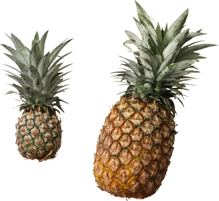 Pair of Pineapples with Green Leaves