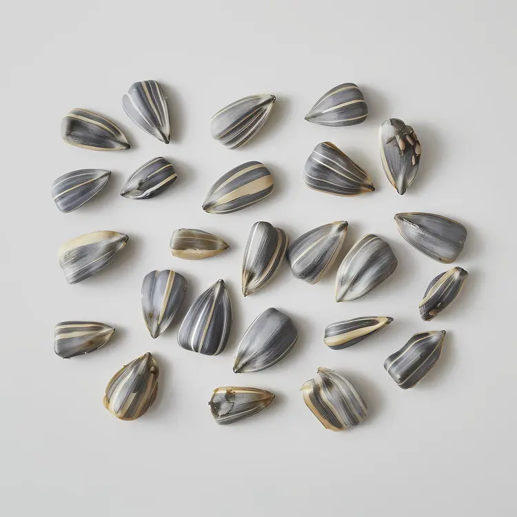 Sunflower Seeds Pattern