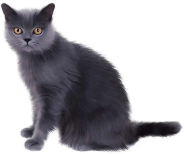 Adorable Gray Cat Sitting