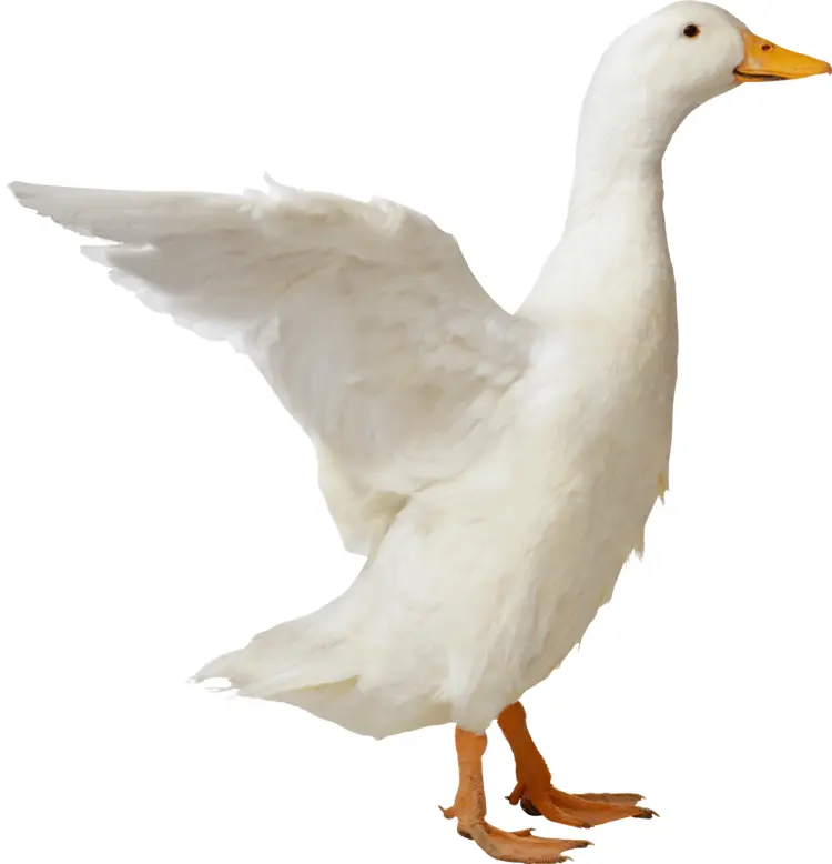 White Duck Standing