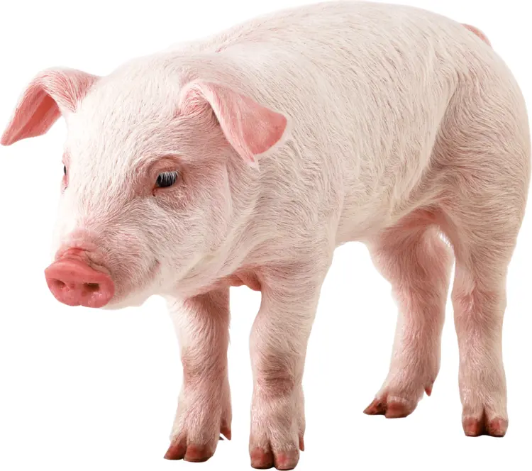 Cute Pink Pig on Farm