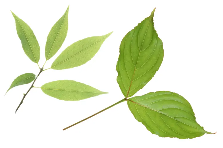 Fresh Green Leaves in Nature