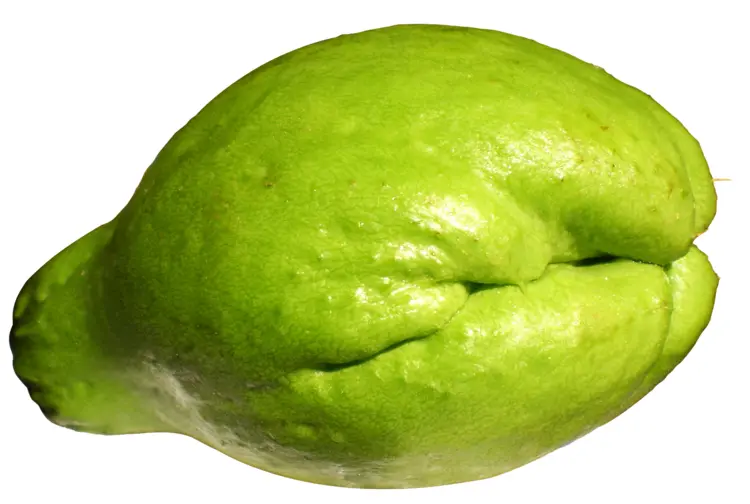 Fresh Green Chayote