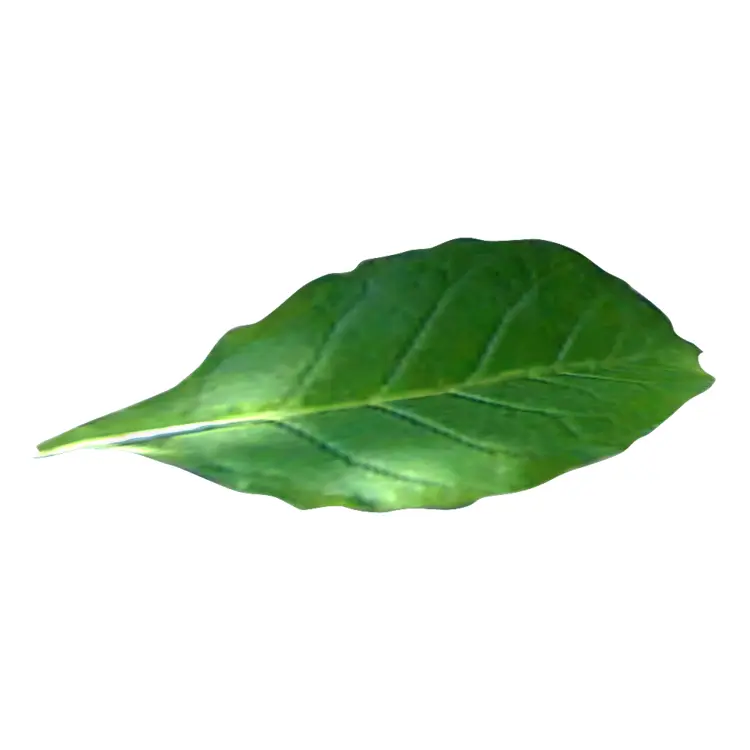 Single Green Leaf