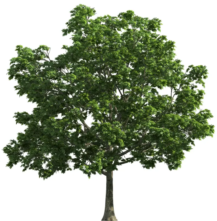 Lush Green Tree in Nature