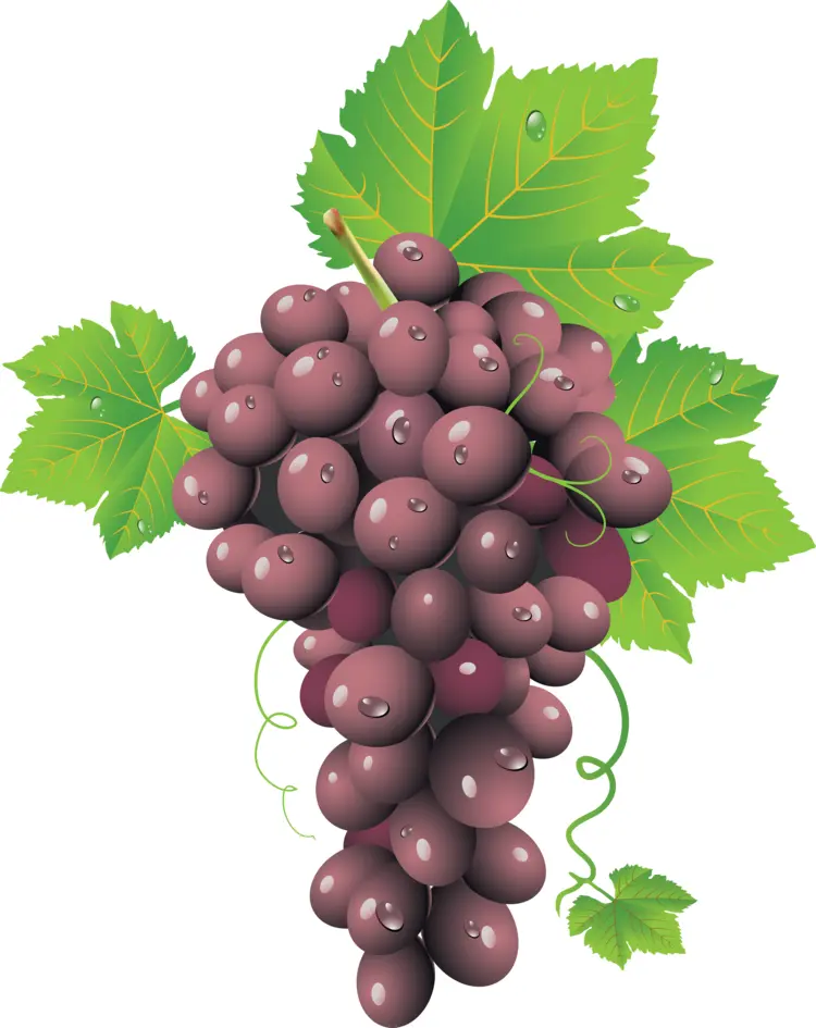 Juicy Purple Grapes with Green Leaves
