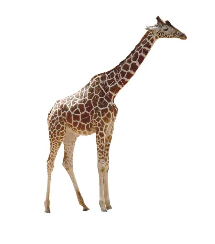 Tall Giraffe with Spots
