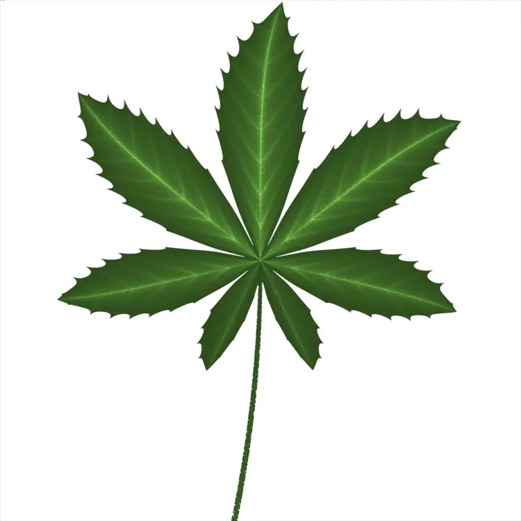 Single Green Cannabis Leaf