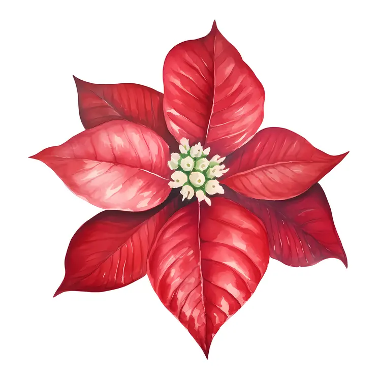 Beautiful Red Poinsettia for Christmas Decor