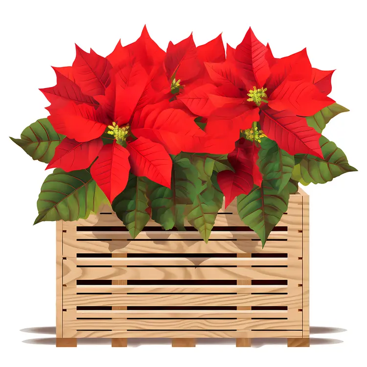 Red Poinsettia in Slatted Wooden Box