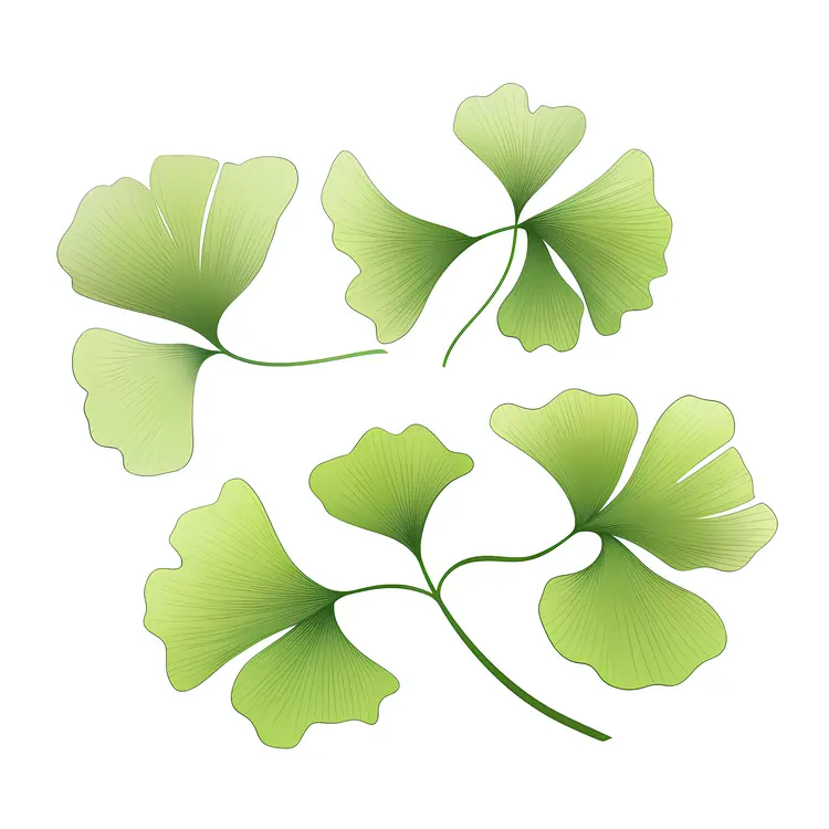 Green Ginkgo Leaves
