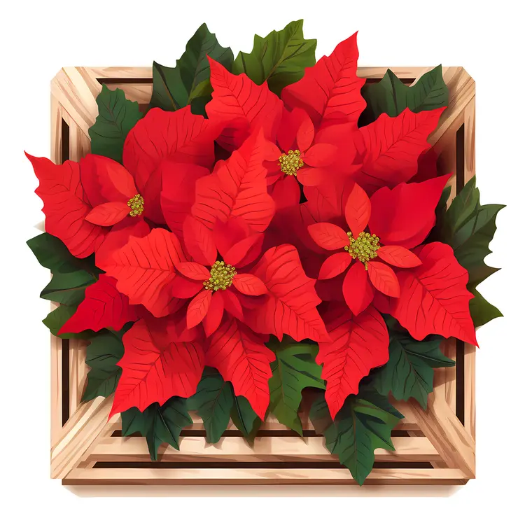 Top View of Red Poinsettia in Wooden Box