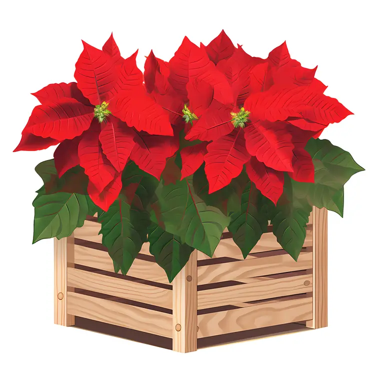 Red Poinsettia in Wooden Box