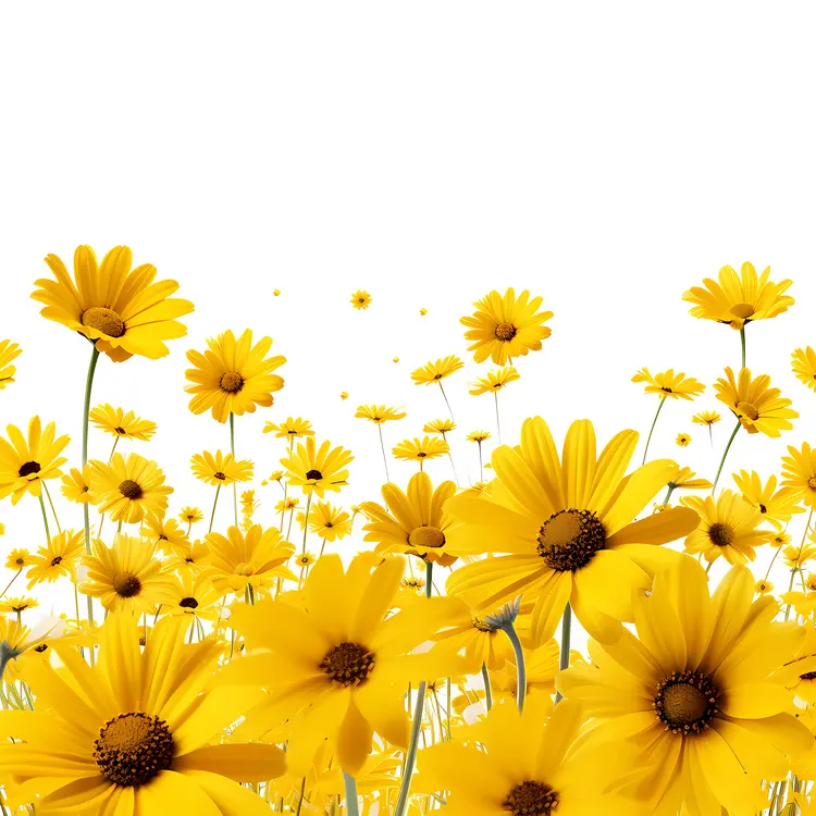 Field of Yellow Flowers