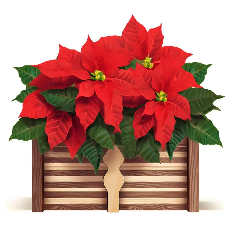 Red Poinsettia in Striped Wooden Box