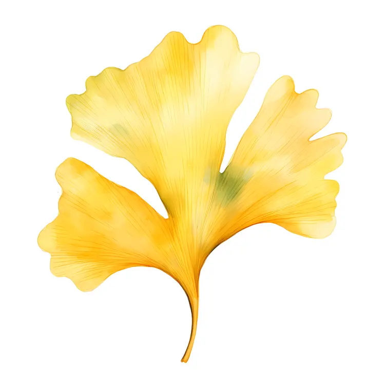 Yellow Ginkgo Leaf Illustration