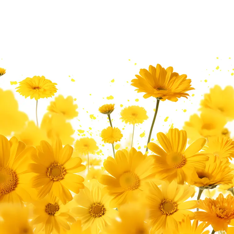 Yellow Flowers in Full Bloom